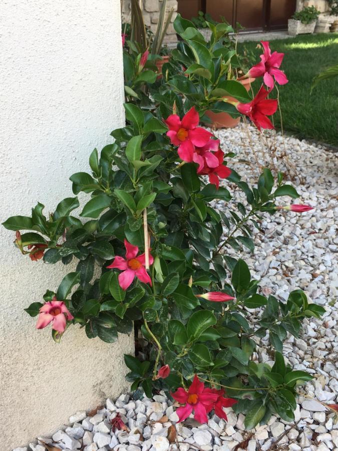Mas Halcyon Provence Bed & Breakfast Avignon Ngoại thất bức ảnh